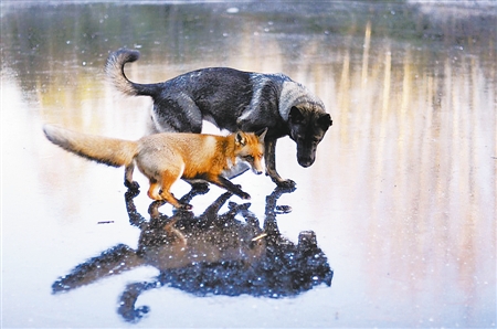 在森林中的一次偶遇使猎犬迪尼与这只野狐结下友谊.