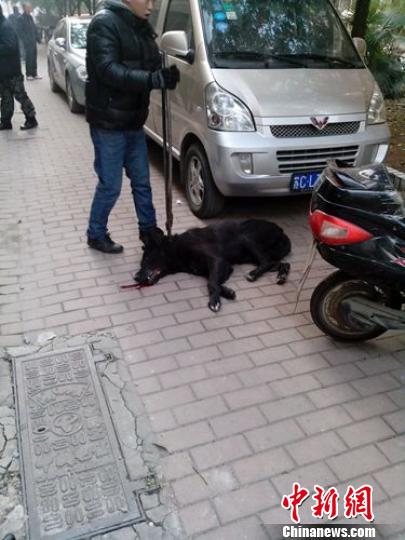 其中一条大黑狗被逮狗人抓住。 拾冠之 摄