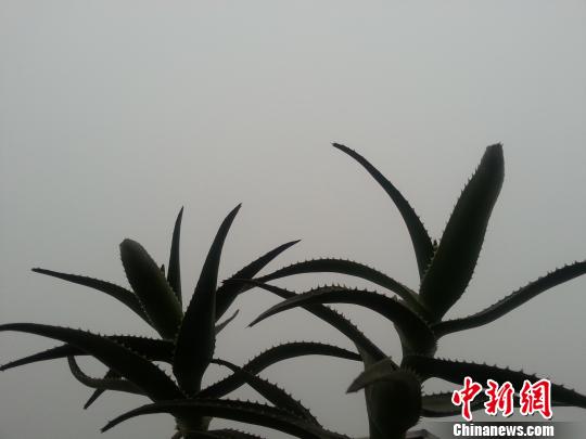 8日上午7时，南京被大雾所笼罩。 卢辉 摄