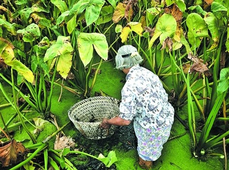 茨菰嫌贫爱富配肉烧营养价值高有药用价值图