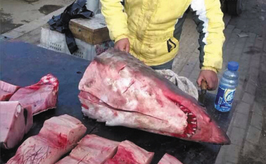 早市上鲨鱼肉当街卖 医生提醒或能引起中毒(图)