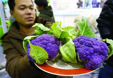 10元一棵生吃有点甜"包尖白菜",黑色的胡萝卜,花菜,又像橘子又像柚子