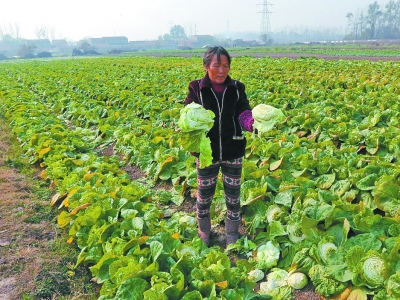 大量成熟的蔬菜被人泼了柴油或用刀砍坏，菜农十分心痛。记者杨涛 摄