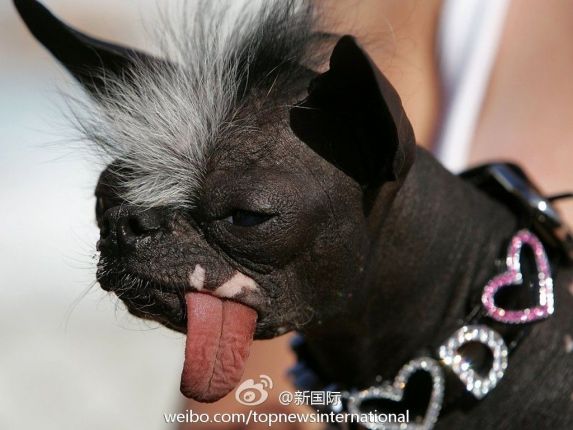 是中国冠毛犬和吉娃娃的"混血",全身黝黑皱皮,头上一小撮白毛,长舌头