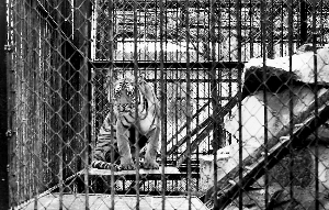 图为上海动物园养殖场中的老虎。按照规定，虎笼要安装监控摄像头和门状态报警系统等安保装置。