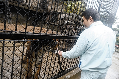 上海动物园繁殖场内饲养的老虎。图/东方IC