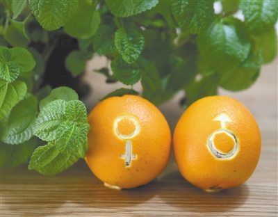 脐橙不存在公母之分 水果口感全靠品种基因决