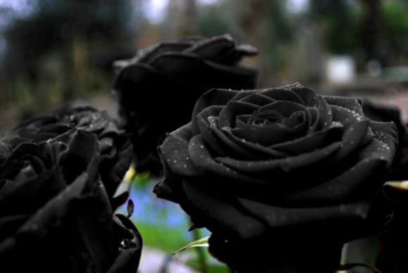 土耳其黑玫瑰:最具重金属摇滚气息的罕见玫瑰