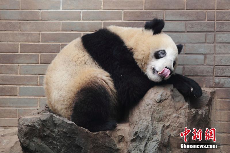 杭州动物园大熊猫黑眼圈变白(组图)