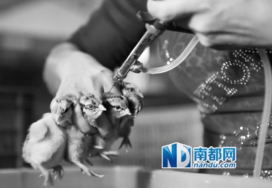 “禽流感过度反应浪费资源”