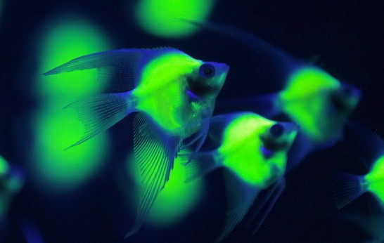 第1页:1[点击图片进入下一页 台湾生物科技大展,转基因荧光天使