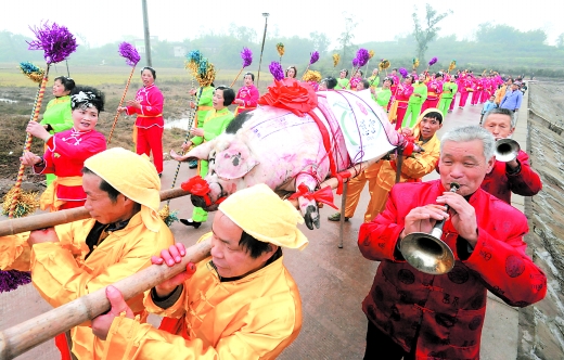 21日,江津慈云镇,村民抬着年猪黑猪王在村镇巡游.