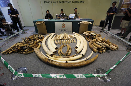 香港海关检获的走私象牙与日俱增，迄今累积总数超过30吨、市值逾13亿元。香港《大公报》图