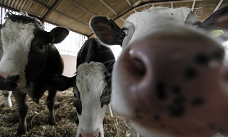 科学家建议对畜牧养殖业征税以削减甲烷排放(