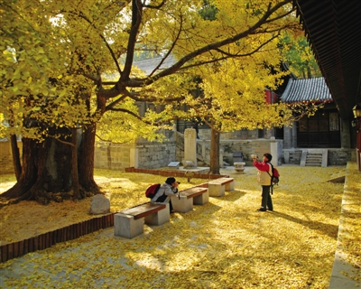 大觉寺—千年古银杏树.