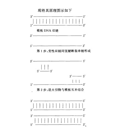 对生命演化的重叠延伸pcr技术是一种通过寡聚核苷酸链之rcr是一种dna