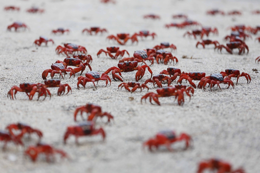 澳大利亚圣诞岛的奇观:红蟹大迁徙