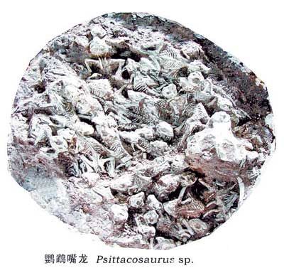 【科技讯】12月29日综合报道,在人们眼里恐龙是个庞然大物,它曾经统治者整个地球。但事实上,恐龙物种很多并非每个都是那么大,今天给大家介绍一下小恐龙。