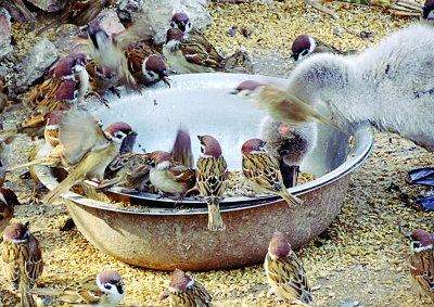 动物园天鹅口粮被麻雀抢食 只因吃东西姿势优