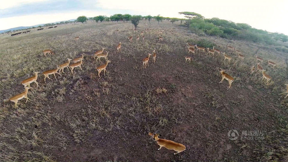 英国野生动物摄影师自制无人机拍摄非洲浩瀚景
