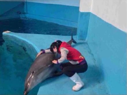长沙海洋馆21岁女主持人逗海豚 不慎跌入水池