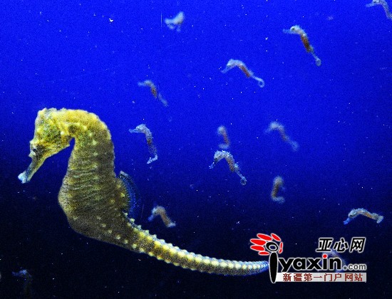 乌鲁木齐海洋馆首次成功繁育海马海马宝宝时刻