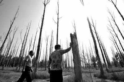当地人拍打着一棵杨树的“残骸”。去年夏天，张家口防护林有80%的树木已死亡。（资料图片）京华时报记者陶冉摄