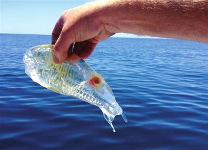 本报综合 新西兰一名渔民近日出海时捕捞到一条完全透明的海洋生物，与虾类似。