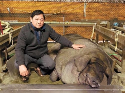 “神猪王”重约1876斤 夏天吹电扇冬天用取暖器