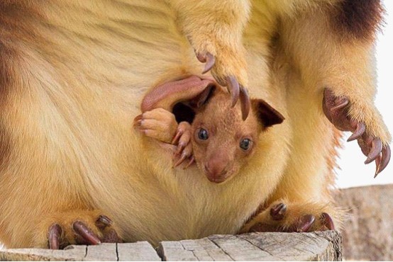 罕见树袋鼠宝宝在澳大利亚一国家动物园出生(图)