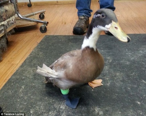 达德利安装上了3D打印的鸭脚掌。