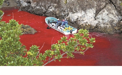 血腥的日本海豚湾(组图)