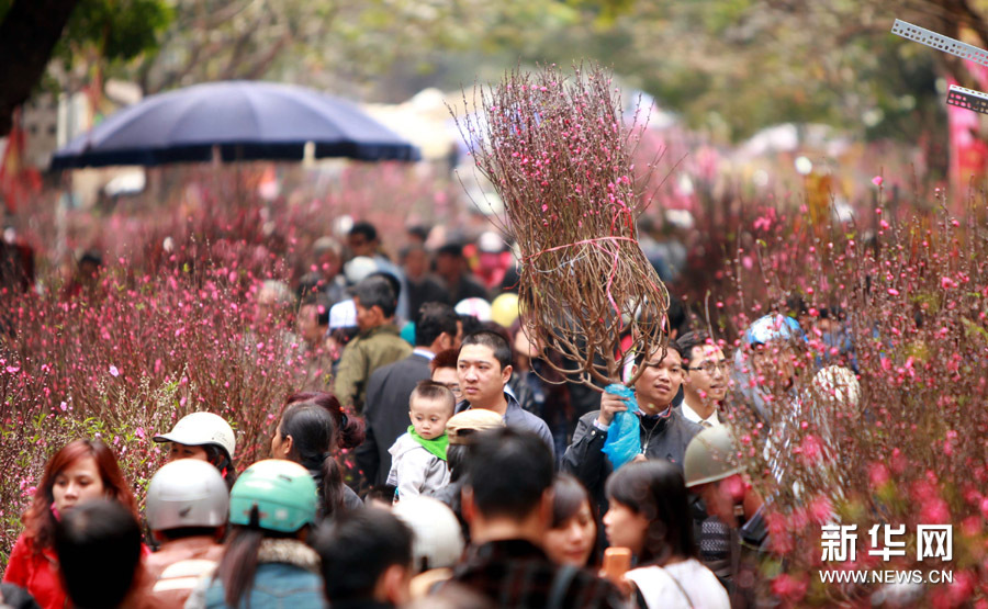 每到春节来临之际,越南民众会在节前到花市购买桃花枝摆放在家里