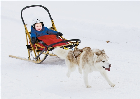 一只雪橇犬拉着一名小男孩体验雪地滑行. 新华社发(邹峥摄)