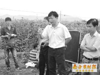 朱清敏(中)在现场督查农药安全使用工作.