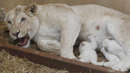 波兰一家私人动物园的一头白狮生下了三胞胎，三头小白狮与妈妈相互依偎。