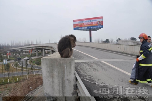 节后返程高峰期 猴子跑到高速路上凑热闹 图