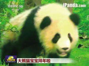 《新闻联播》大熊猫宝宝拜年截屏