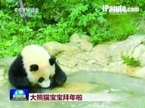 《新闻联播》大熊猫拜年