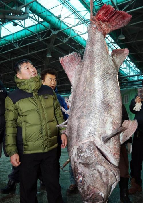 【组图】韩国渔民捕获巨型鲈鱼长度近2米:售价1万元(组图)