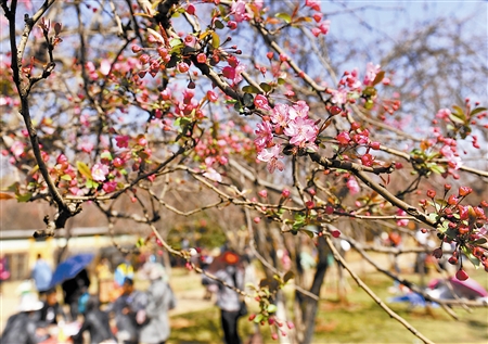 春城昆明春意浓(图)