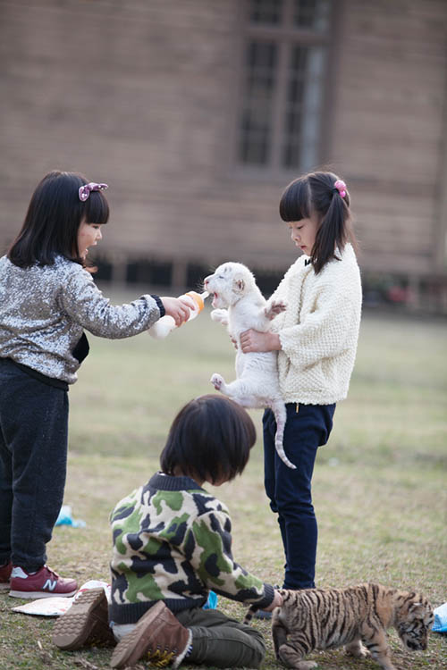 Cindy和小伙伴一起为小老虎喝奶