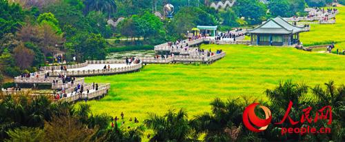 广东东莞桥头镇打造赏花休闲旅游胜地(组图)