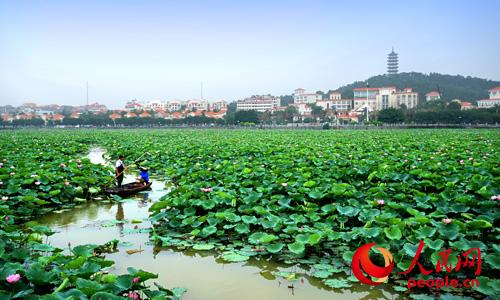 广东东莞桥头镇打造赏花休闲旅游胜地(组图)