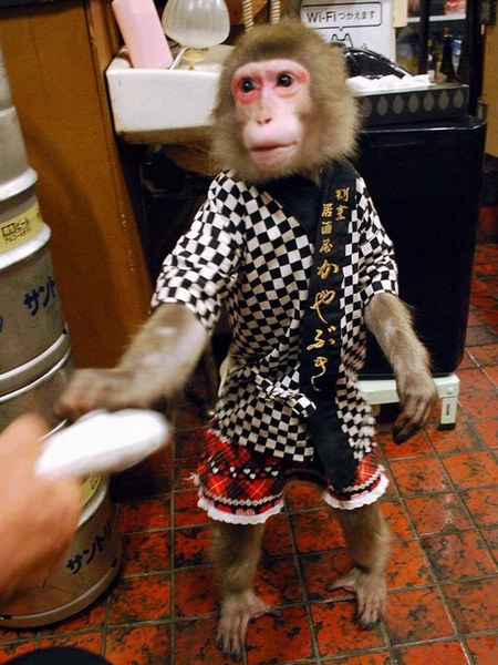 猴子端啤酒猫咪做店长日本景点特殊代言人