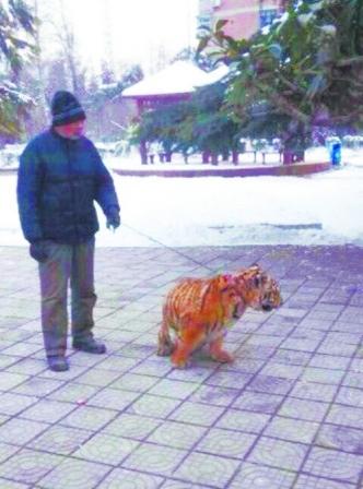 焦作人民公园动物园的饲养员老呼正在遛老虎