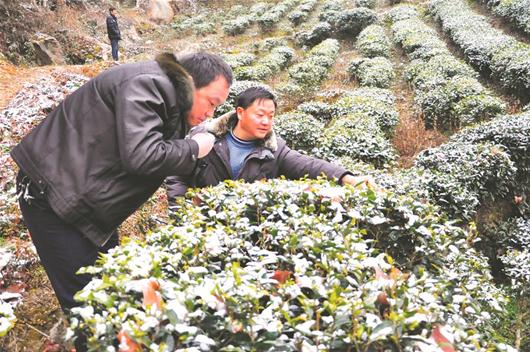 农村新报讯 9日,在恩施市红土乡天落水村有机茶园里,农技人员正在察看