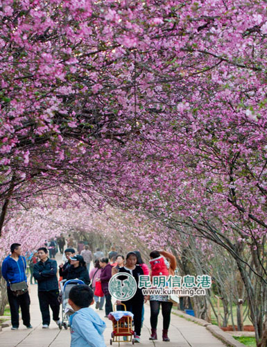 圆通山樱花盛开,加之天气晴朗,引来赏花人无数见习记者资渔/摄