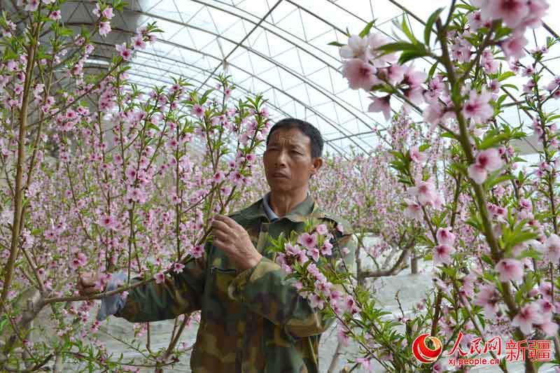 图为大棚油桃种植户张瑞祥查看桃花授粉情况.齐瑶 摄