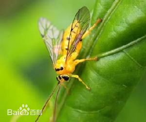 肝蛭这种寄生虫也是雌雄同体生物,它们的卵孵化成幼虫后,这种幼虫